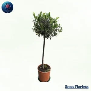 Olivoay Pianta elegant olive plant symbolizing peace and nature perfect luxury home decor plant in Milano
